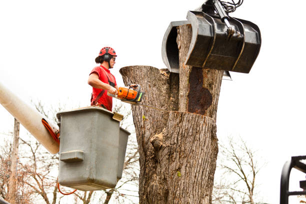 How Our Tree Care Process Works  in  Boiling Springs, SC